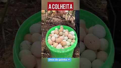 Bom dia!🐣🐔🐓