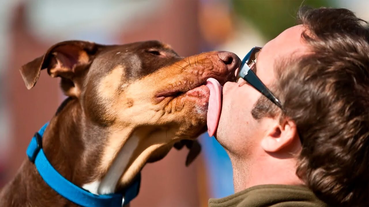 Dogs Meet Their Owner After A Long Time Compilation NEW 2023 / Try Not to Laugh
