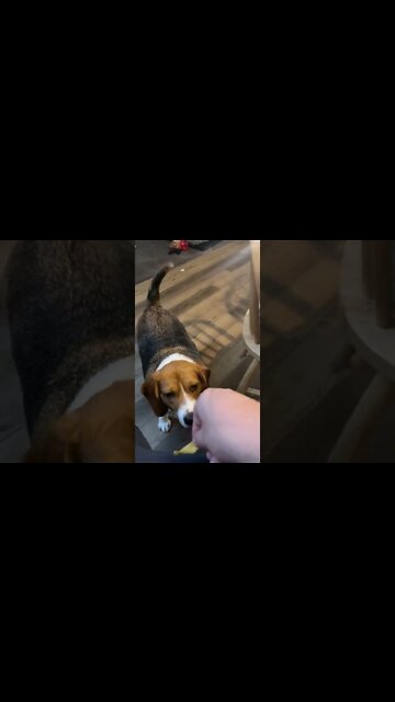 Banchee The Beagle Loves Fritos