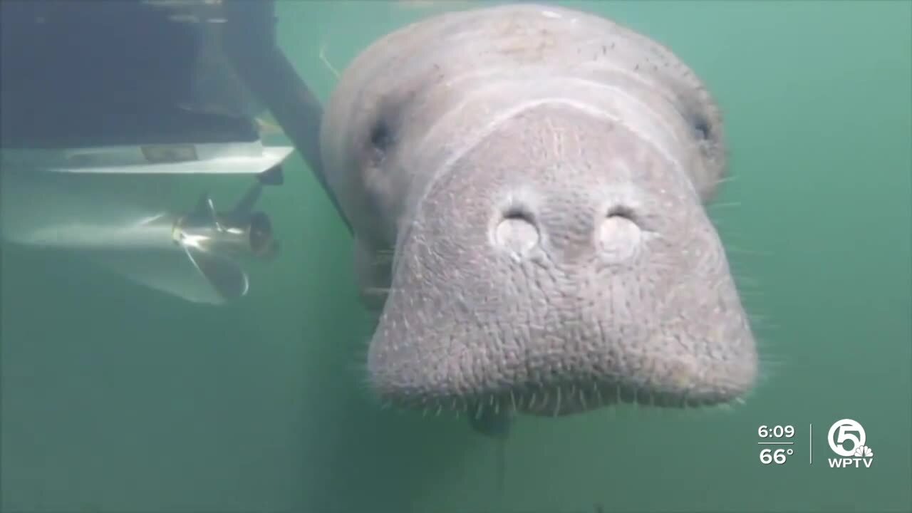 Manatee habitat to be restored near Peanut Island