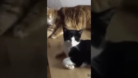 Cat fails | sleeping cat falls down the table | Funny cute pets lovers, #Shorts