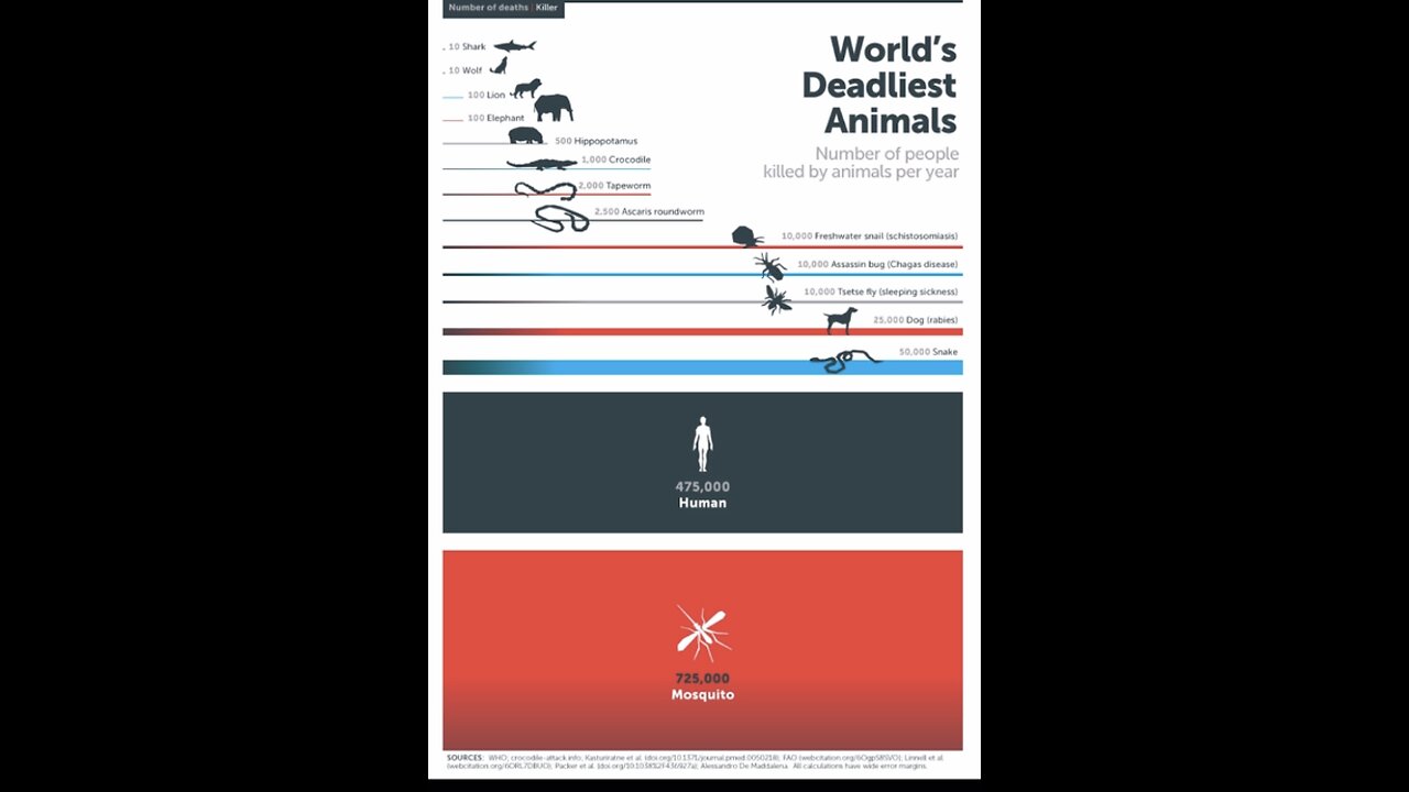 Mosquito, The Worlds Deadliest Animal! (Insect)