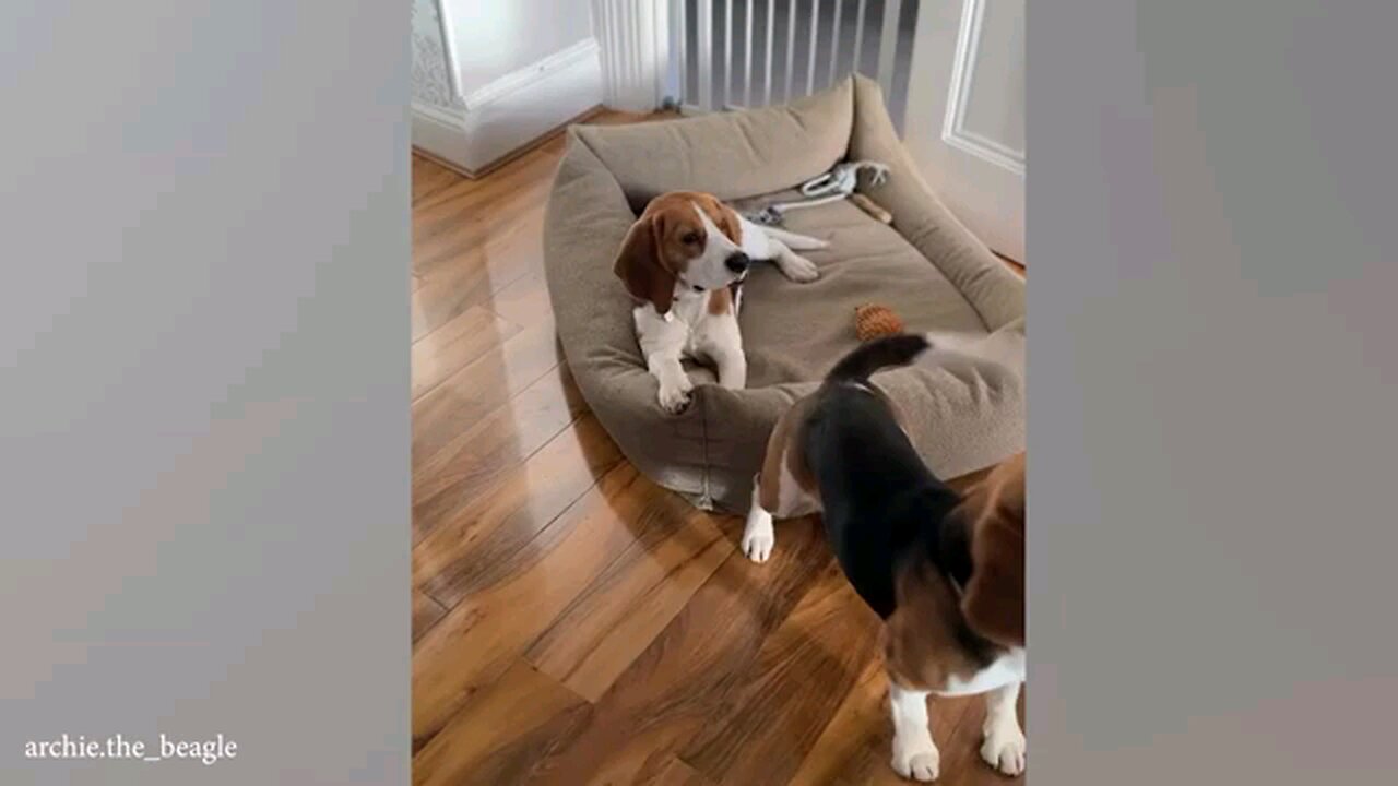 Funny dog video