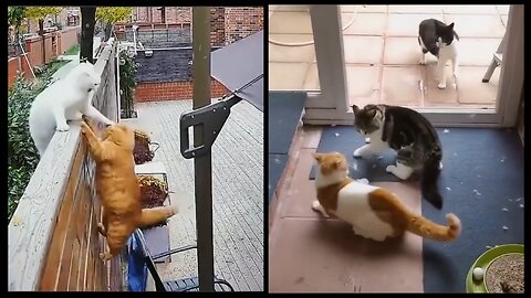 Owners Cat Fight With Other New Comer Cat <😾