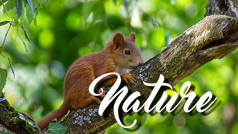 nature with animals, nature