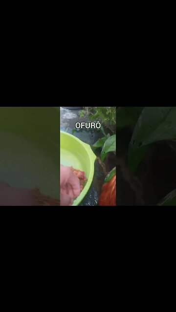 Ela adoeceu. No outro dia ela M0RR€U! SAUDADES minha primeira Galinha GRAVEI 25 ABRIL 2022