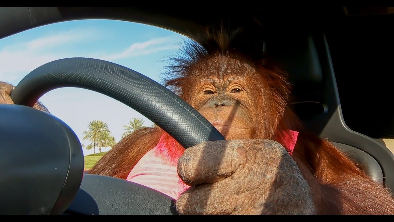 Animalia's Orangutan Rambo loves her electric car