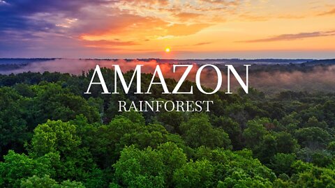 Amazon Rainforest 4k | The World’s Largest Tropical Rainforest | Amazon Jungle