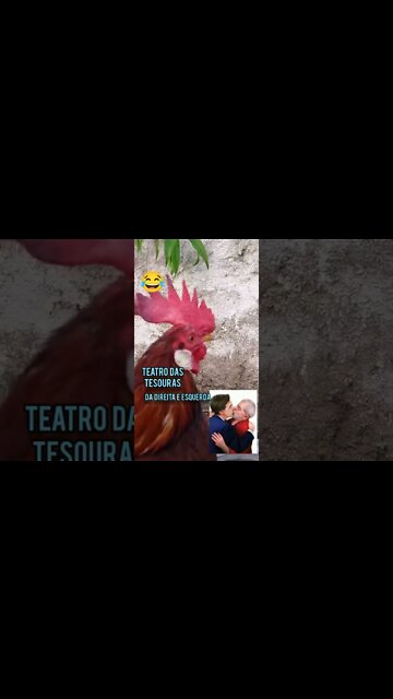 Meu Galo sabe da verdade Teatro das Tesouras e que o Povo tá no coro e o osso da fome