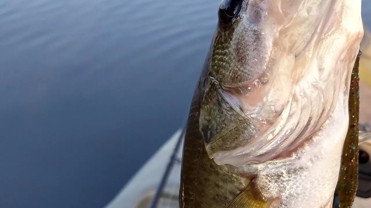 Live 6thsense Fishing Unboxing