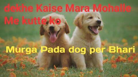 Murge Ne mara dog ko, cat funny video animal