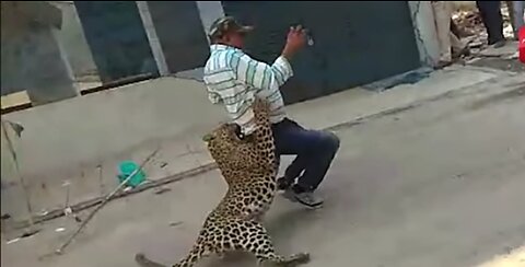 Leopard attacks man during rescue operation