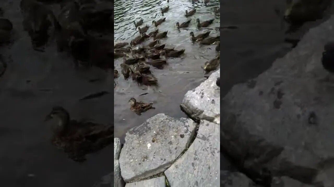 【各位老鐵不喜勿入可繞過】餵鴿子