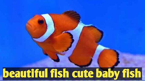 Beautiful fish cute baby fish