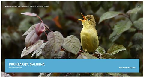 Frunzarita (din "Pasari din livezile si baltile Dunarii)