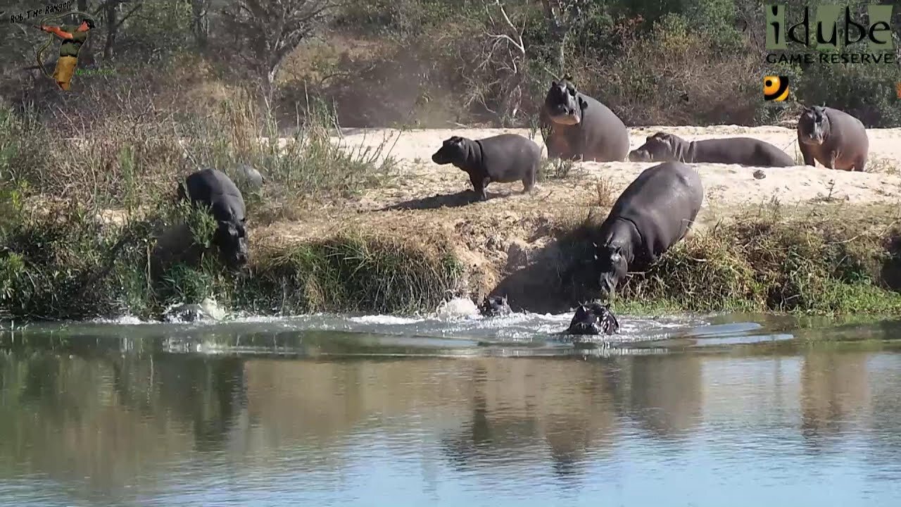 Hippo Dash