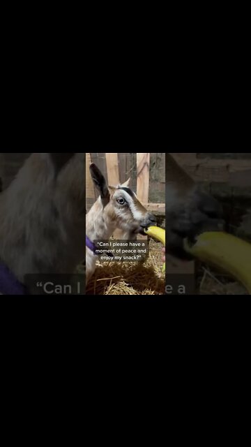 He's just a baby! #shorts