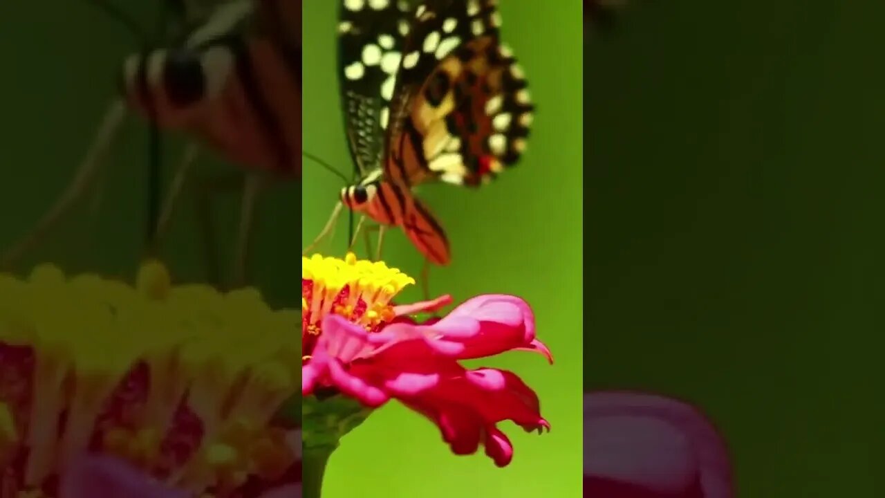 Beautiful Butterfly