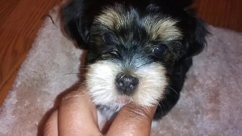 I Litter...Going Home this weekend(4)