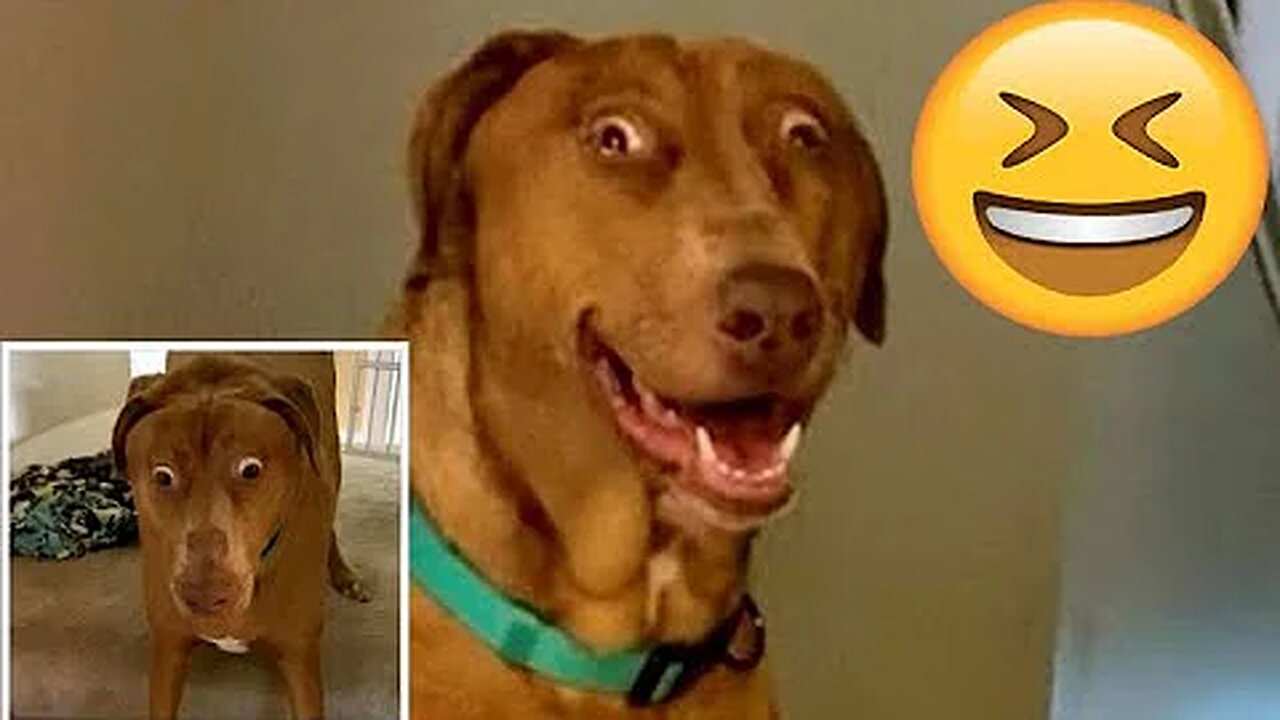 Funny Moments | #19