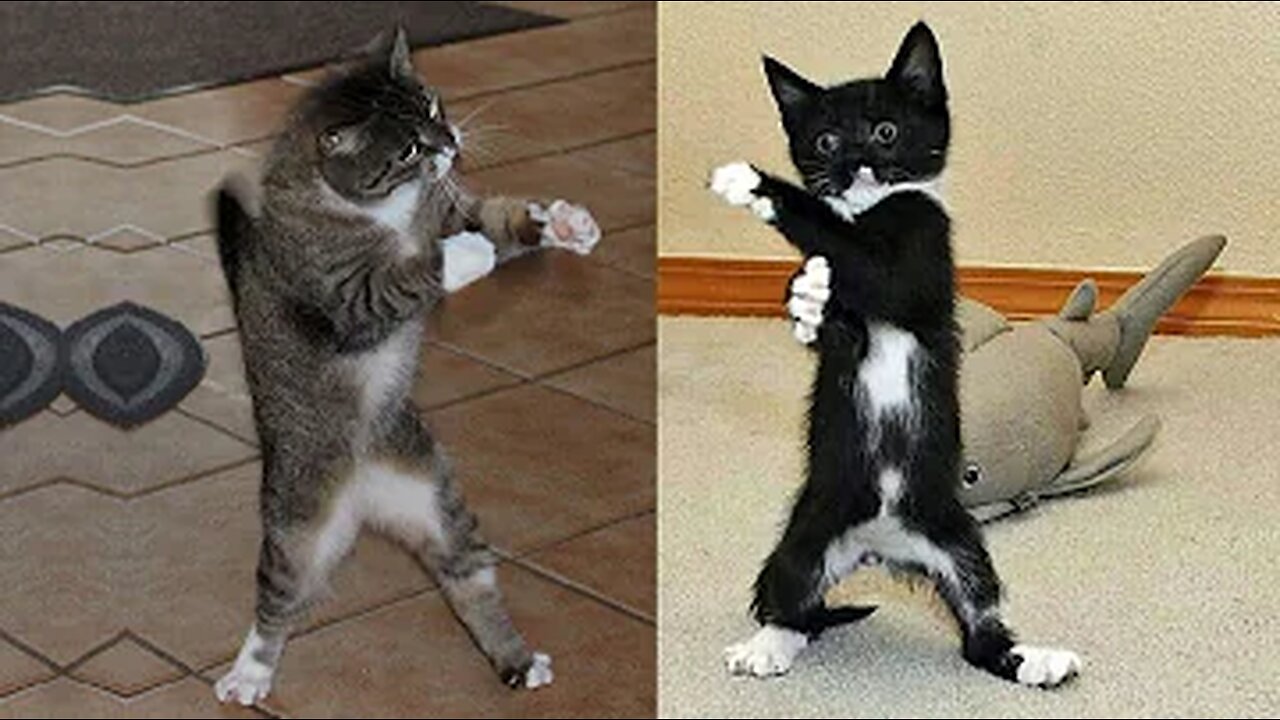Funniest Cat And Dogs 😂 Funny Animal Videos