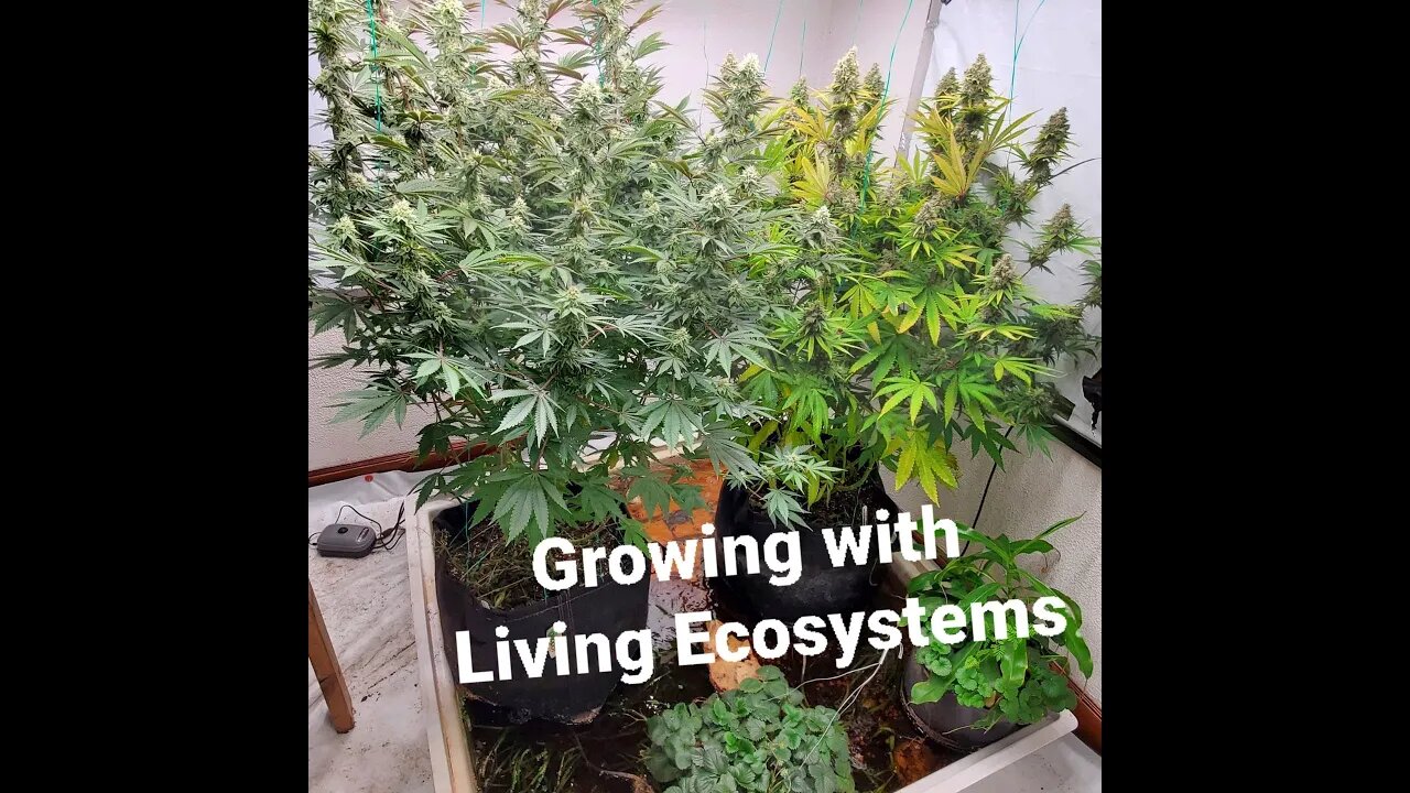 Organic Cannabis Living Ecosystem Flowering Day 28 Update: Plant Therapy and managing pH.