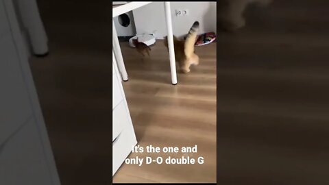 It's the one and only D-O double G #shorts