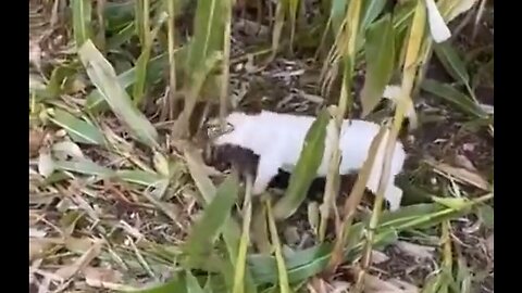 This Dog Is Not A Fan Of Corn