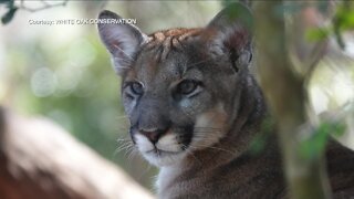 ZooTampa makes a difference with Florida wildlife rehab programs