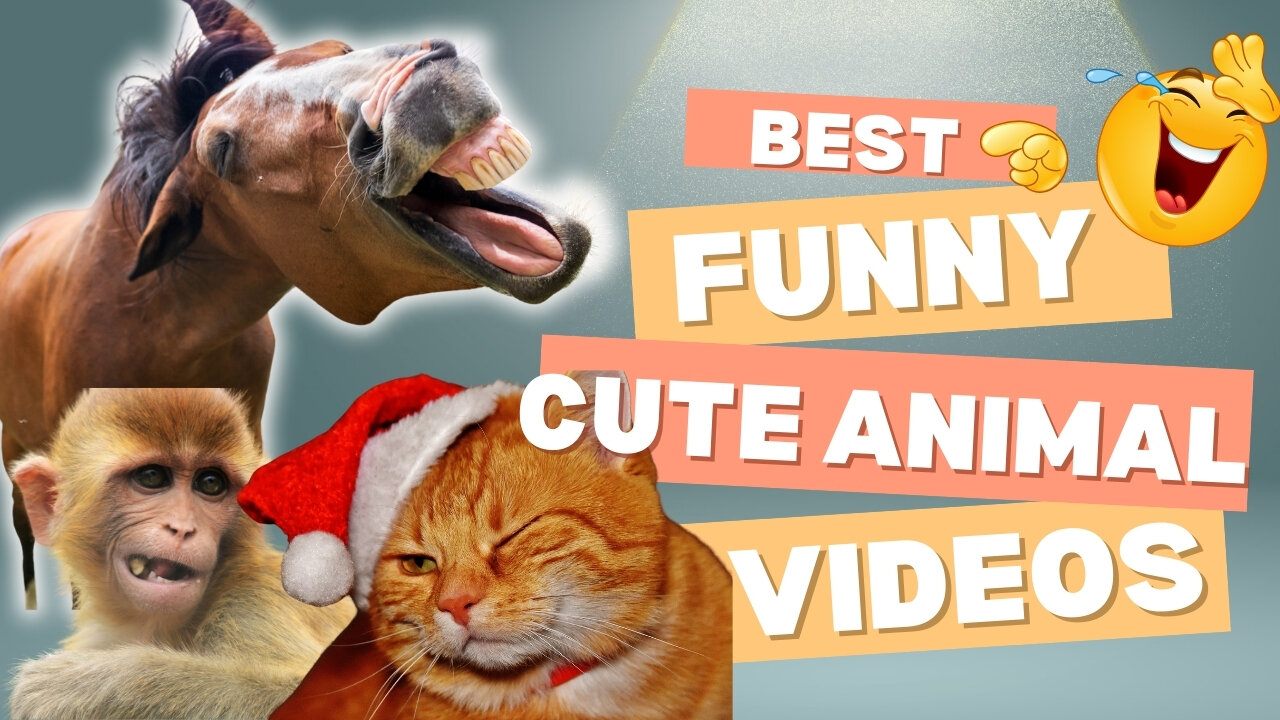 Best Funny Cute Animal Video You Have Ever Seen