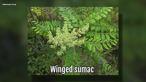 Winged Sumac | Sarah's Walking Club Fall Scavenger Hunt