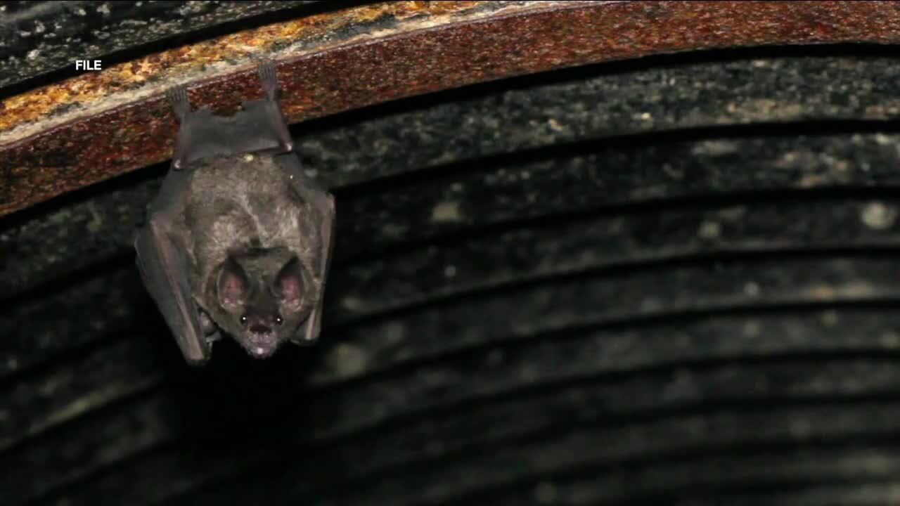 Old cigar factory relocates bats