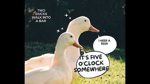 Two #Ducks walk into a #bar #short #shortsvideo #shortvideo #wildlife