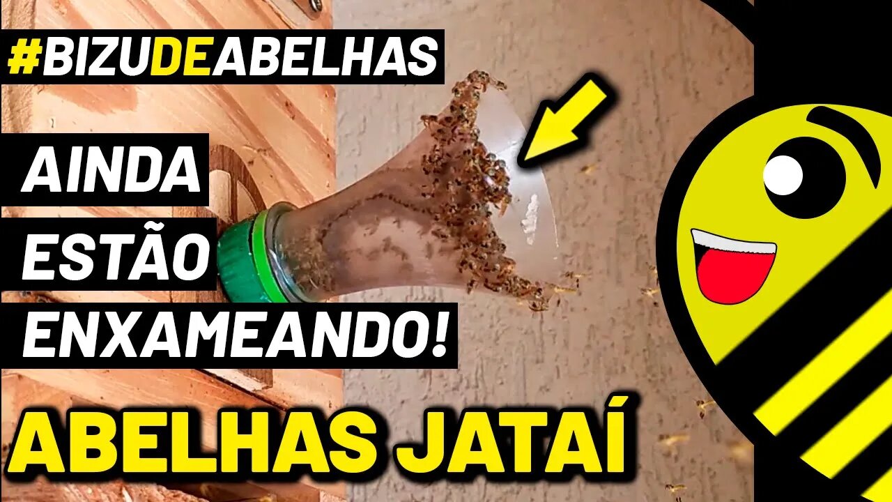 Abelha Jataí soltando enxame no outono | Tetragonisca angustula #shorts