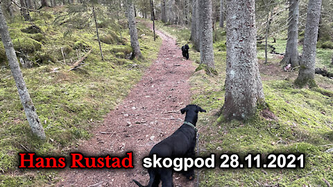 Skogpod 28. november: Synd er det vanskeligste