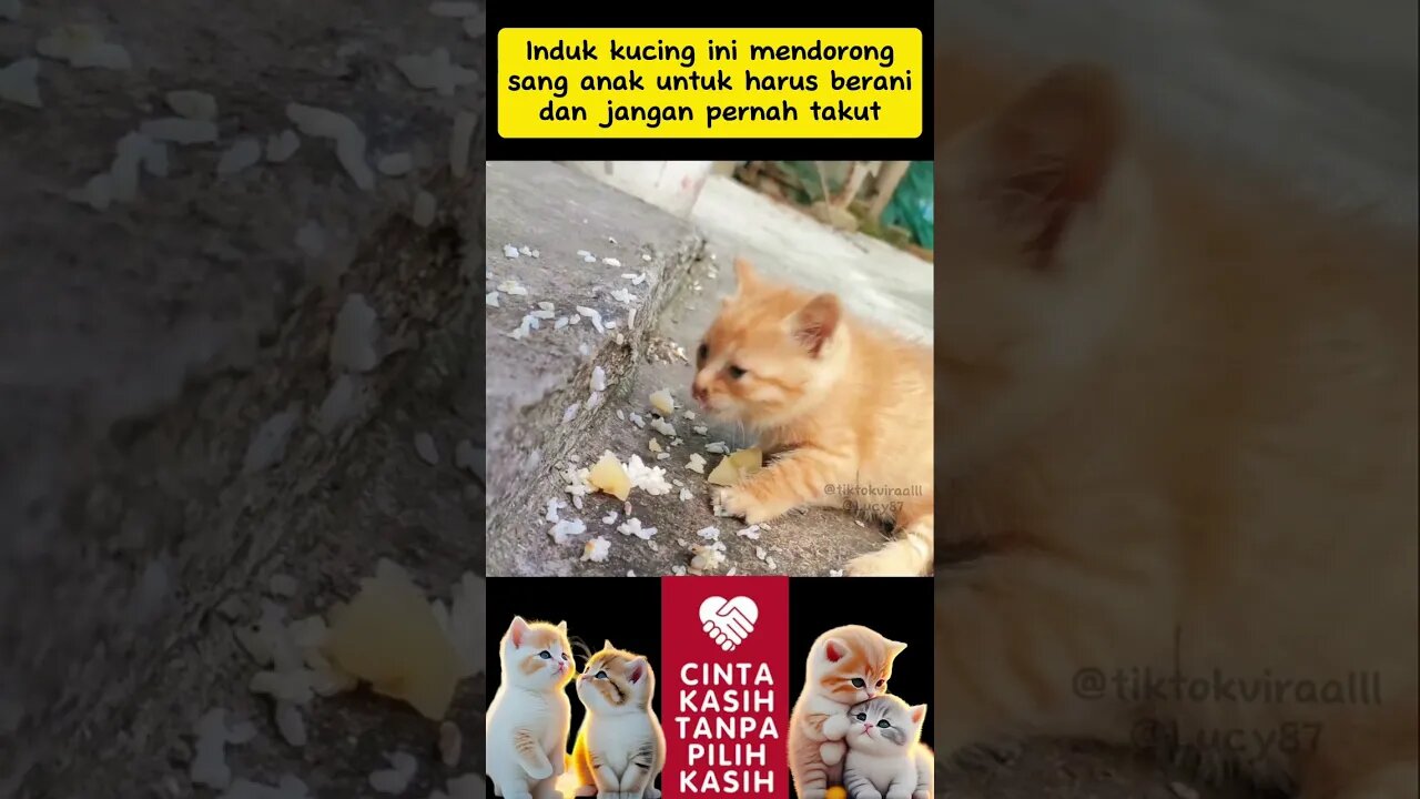 Anak kucing ini berhasil melawan ketakutan didalam dirinya #kisahnyata #kucing #neko #shorts