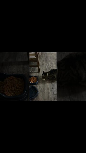 Finally! Kiki eats Fancy Feast!