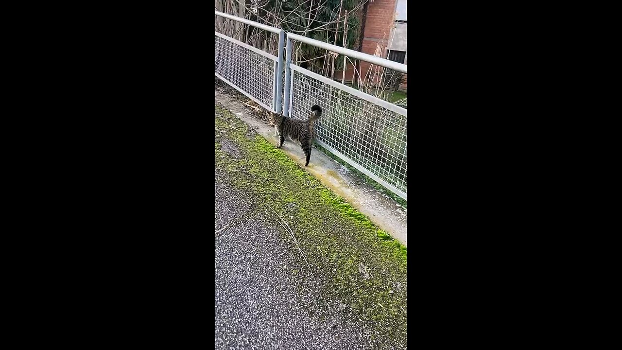 funny videos