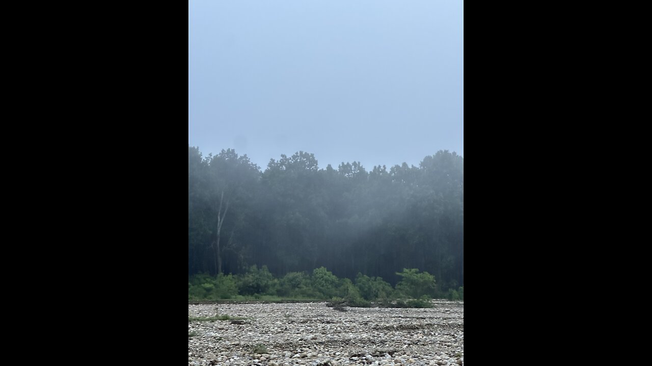 The mist of quiet forest…