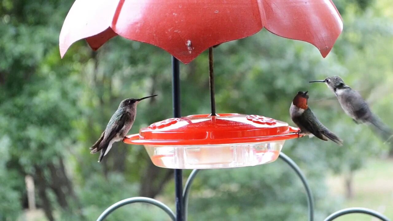 Hummingbirds feeding on an Aspects Hummzinger feeder