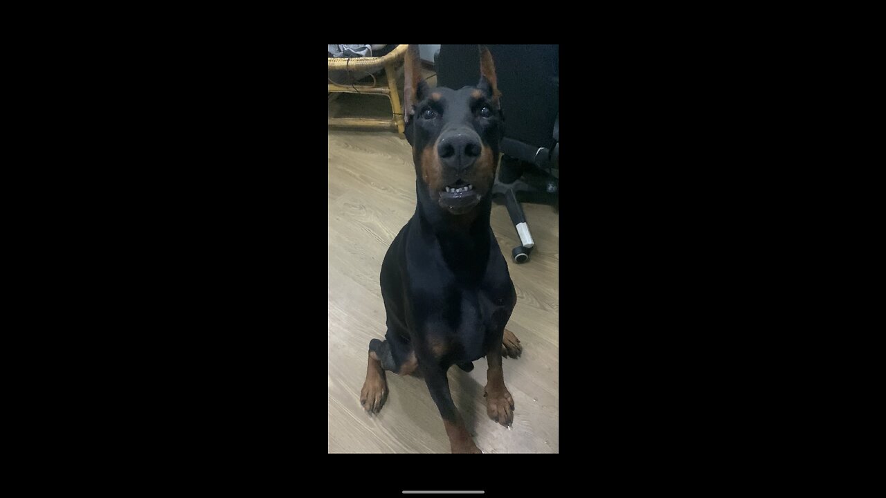 Pingan the Hungry Doberman