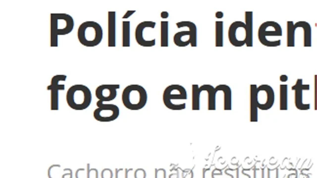 QUE MALDADE! Polícia identifica suspeito de atear fogo em pitbull no interior de SP