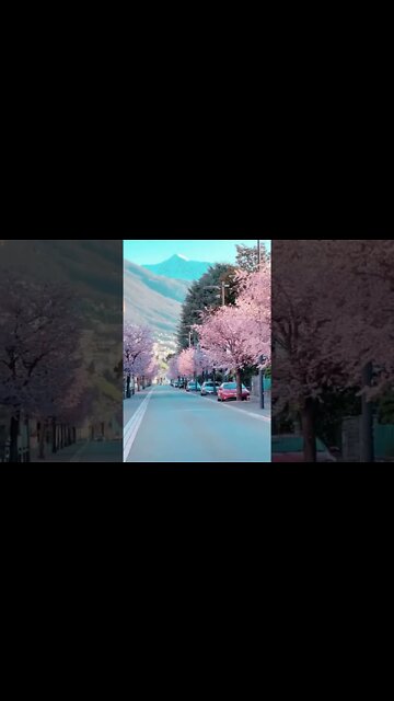 Cherry blossoms in Locarno, Switzerland