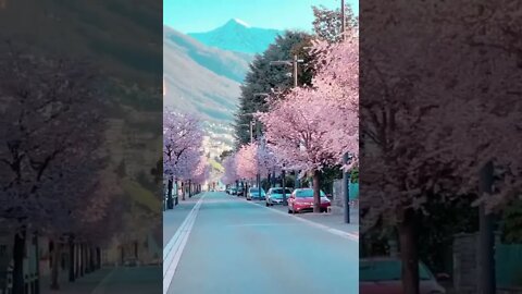 Cherry blossoms in Locarno, Switzerland