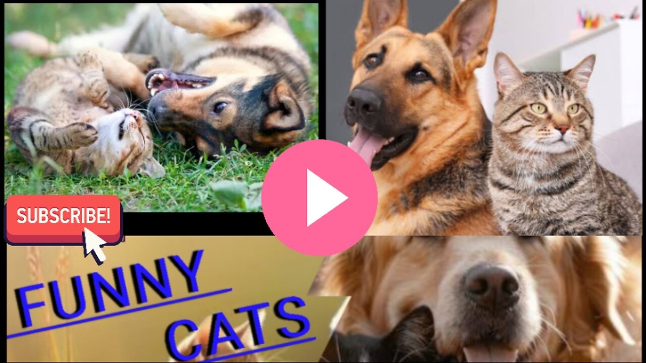 funny cats and dogs 🐕 🐱🤪 #dog #cat #funny #shortsfunny pet #trending #catslover