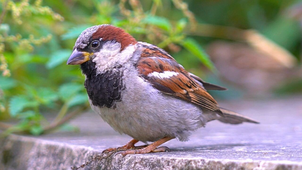 Getting Close with 10 More House Sparrows