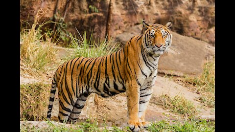 A cute tiger bathing in the pool 🐯😁😊