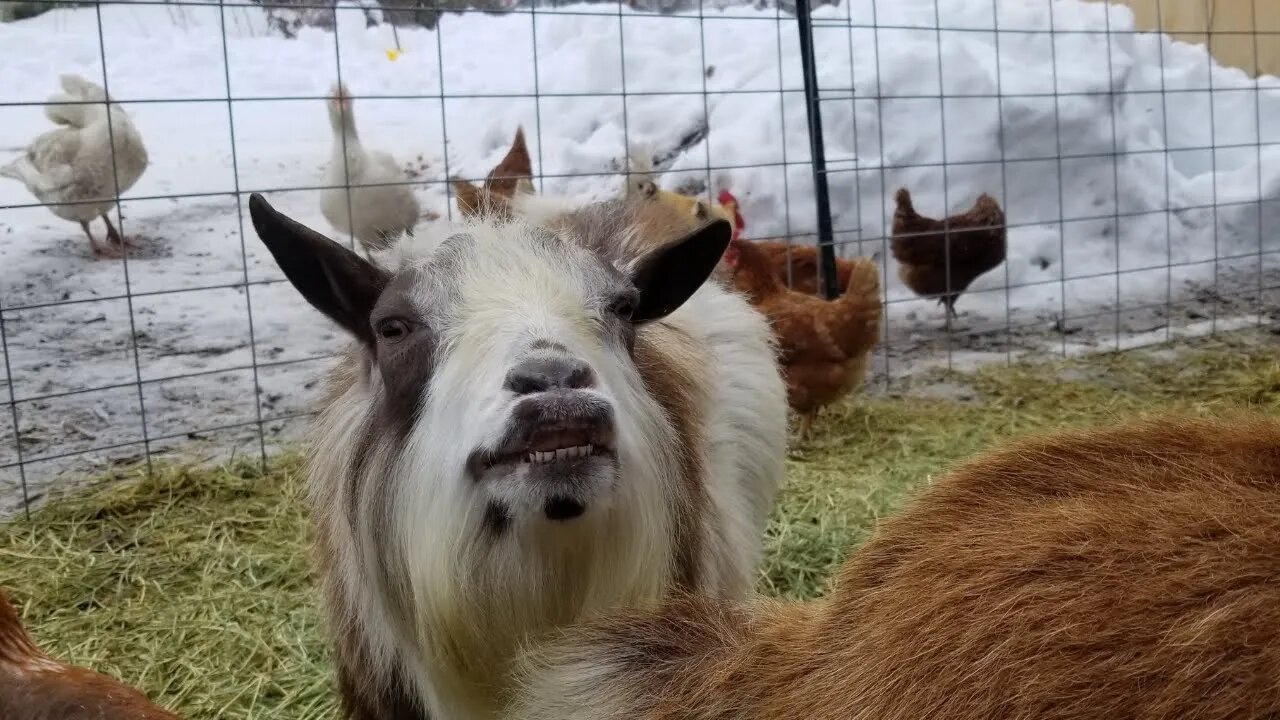 THE G.O.A.T of goats. #silly #crazy #breeding #farm #homesteading #goats #funny