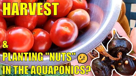 Backyard Farm Harvests & Aquaponics Water Nuts 🤔🥜