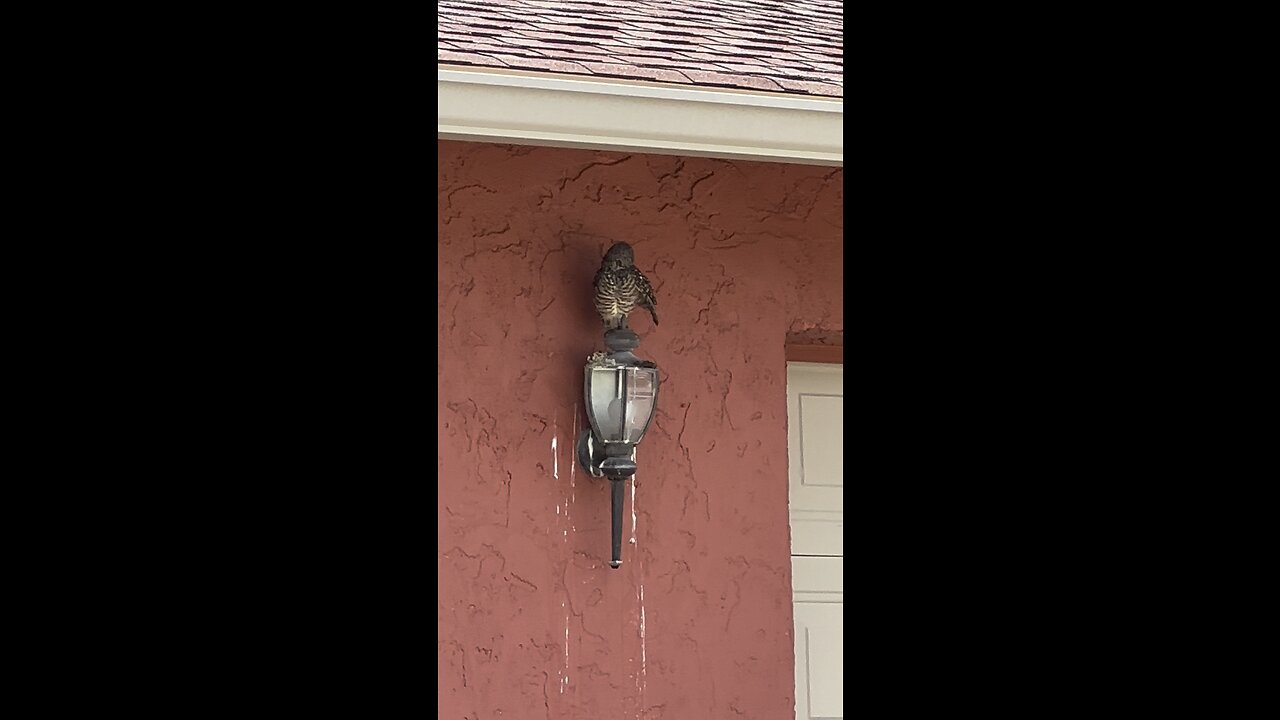 Shat Happens! Get over it!! #BurrowingOwl #Owl #ShitHappens #GetOverIt #SmellTheRoses #4K #SmartHDR4
